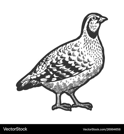 Partridge bird sketch engraving Royalty Free Vector Image