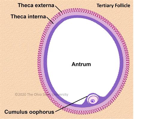 The ovary – Veterinary Histology