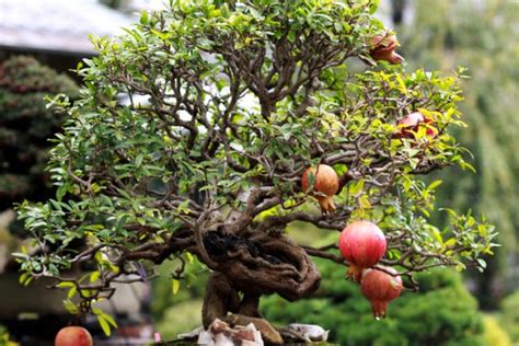 Pomegranate Bonsai » Top Tips on How