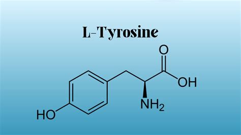 L Tyrosine Side Effects Heart Outlet | www.cotmaq.com