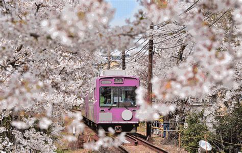 2019年赣县樱花节定于3月31日开幕，这个地方一定要去..._江霞