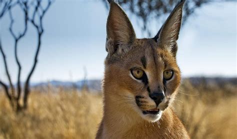 Caracal Wallpaper