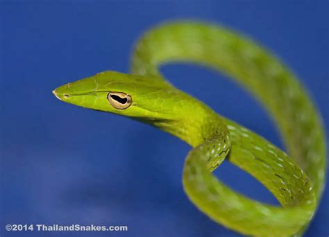 Thailand Snakes Gallery #1 | ThailandSnakes