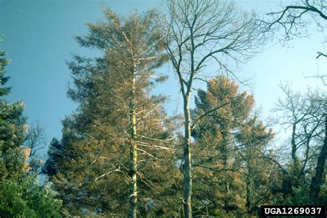 silver fir bark beetle (Pityokteines curvidens)