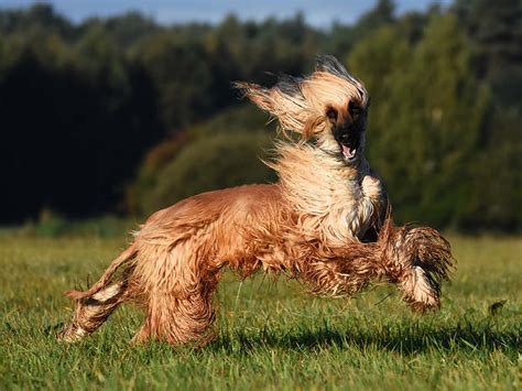 How to Calm an Overexcited Dog | Overexcitement in Dogs · The Wildest