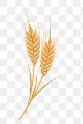 Wheat Vector Art PNG Images | Free Download On Pngtree