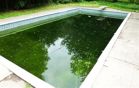 Fix a Green Pool In 5 Easy Steps | Get Rid of Pool Algae | Green pool, Green pool water, Pool