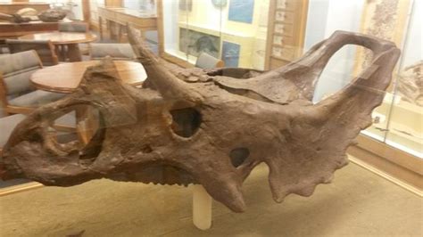 Paleontology Museum (Edmonton) - 2019 All You Need to Know BEFORE You ...