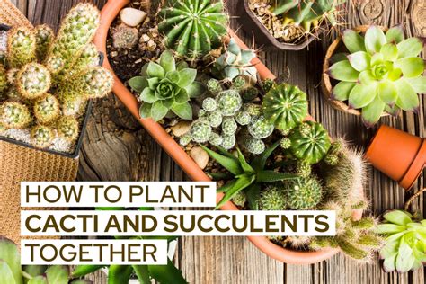 How to Care for Your Cactus and Succulent Arrangements - Succulents Box