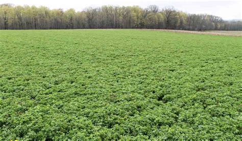 How often should you cut alfalfa? - Farm and Dairy