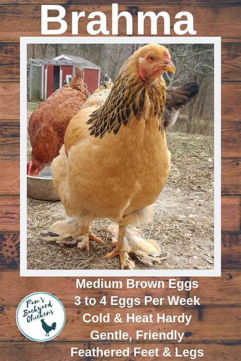 Pam's Backyard Chickens: Brahma Chicken - Breed Spotlight