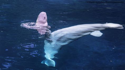 Shedd Aquarium's beluga whale, Mauyak, gives birth to calf - ABC7 Chicago