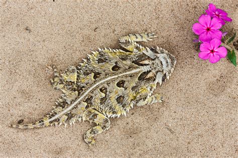 Texas Horned Lizard - Sean Fitzgerald Photography