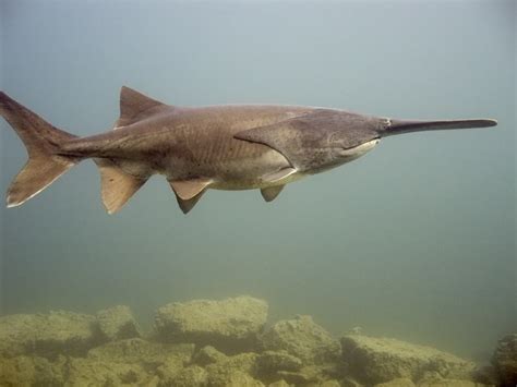 ZA FISH ACTION: American Paddlefish (Polyodon spathula), Ikan Berhidung ...