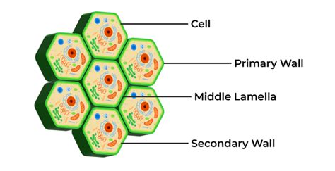 Cell Wall - Definition, Structure, Functions and FAQs