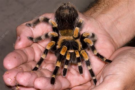 Mexican Red-Legged Tarantula - Stock Image - C002/1517 - Science Photo Library