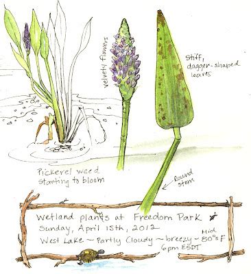 A Nature Art Journal in Southwest Florida: Wetland plants at Freedom Park