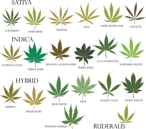 Types of weed. Sativa, Indica, Hybrid and Ruderalis cannabis leaves in ...