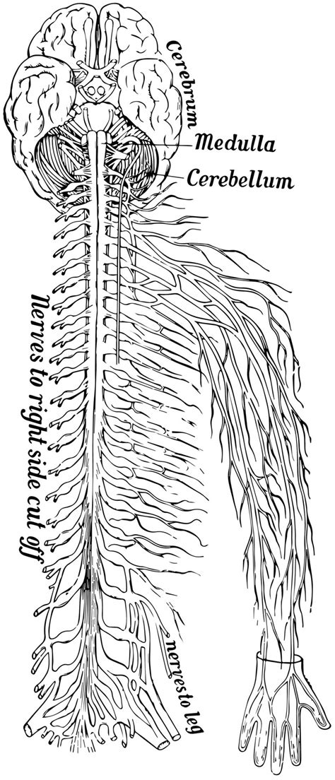 Nervous System, vintage illustration 13818769 Vector Art at Vecteezy