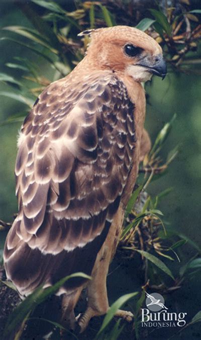 Elang Jawa, Penguasa Langit yang Menghadapi Risiko Kepunahan - Mongabay.co.id