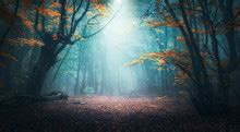 Colorful Magical Forest Landscape Free Stock Photo - Public Domain Pictures