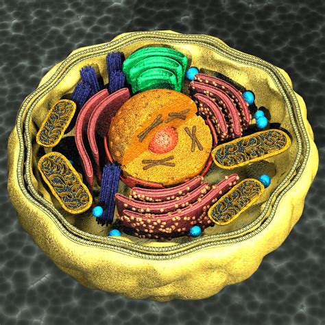 Human Cell Structure 3D Model