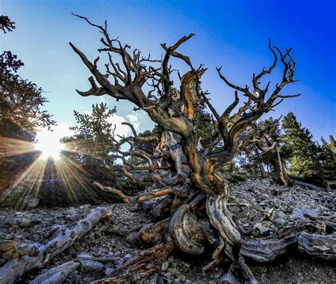 Pin by Connor Thompson on National Parks! | Great basin national park ...