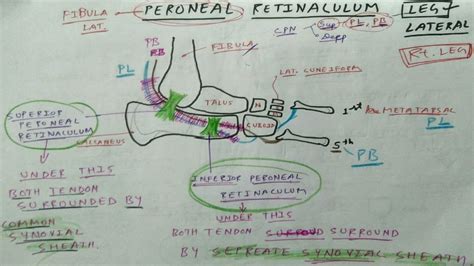 Peroneal Retinaculum | Superior and Inferior | Peroneus Longus ...