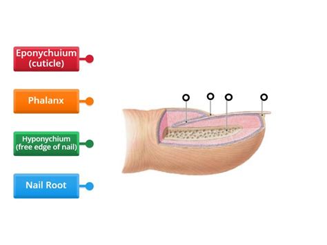 structure of nail - Labelled diagram