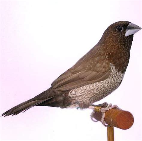 Moineau du japon - Oiseaux - Anipassion