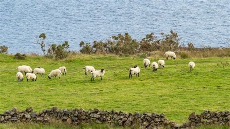 Premium Photo | Sheep in ireland