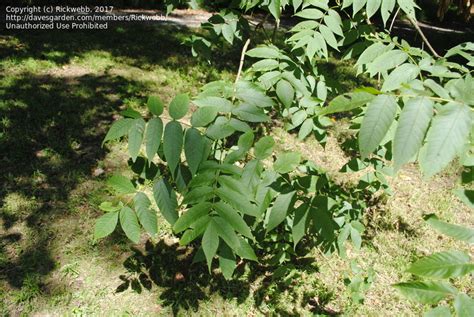 PlantFiles Pictures: Black Ash (Fraxinus nigra) by nlafrance3