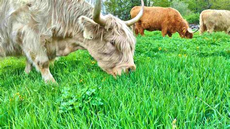 Raising Beef Cattle With Respect - Miles Smith Farm