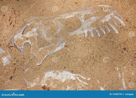 Discovering Old Animal Or Dinosaur Bones In Archae Stock Photo - Image ...