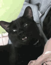 Cat Sneeze GIFs | Tenor