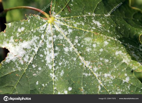 Powdery Mildew Norway Maple Maple Tree Fungal Disease — Stock Photo © kazakovmaksim #239417876