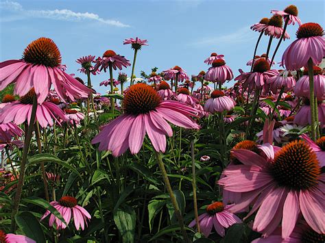 Native plants for clay soil – Welcome Wildlife