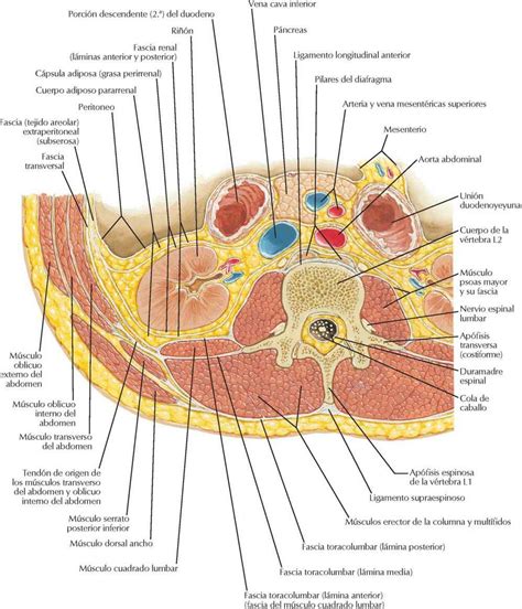 Anatomía Seccional del Abdomen Enfermería