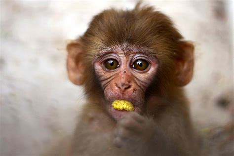 Baby Monkey Smiling