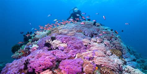 Softcorals_Bauan - Oceanographic - Oceanographic