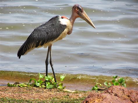 Beauty in small things: The Very Old Marabou Stork. Some examples have ...