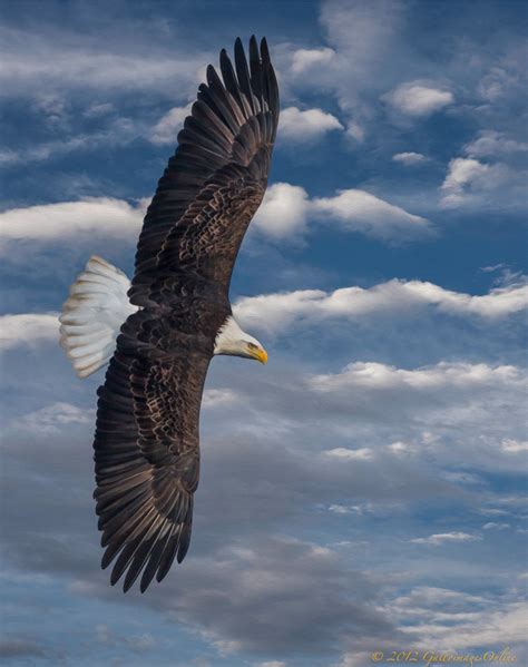 Vertical Wing Span of an American Bald Eagle | Bridger Peaks ...