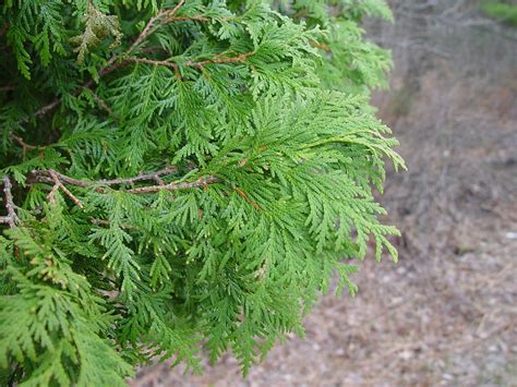 Thuja - Alchetron, The Free Social Encyclopedia