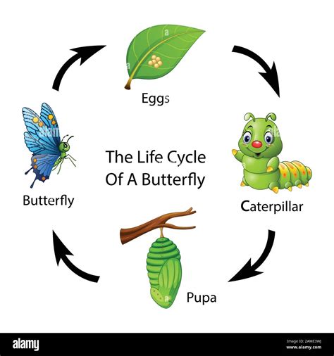 The life cycle of a butterfly Stock Vector Image & Art - Alamy