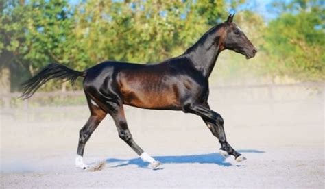 6 Oldest Horse Breeds: Pictures, Overview, and Facts