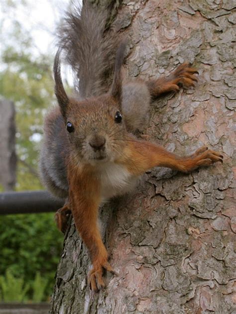 Mississippi's Squirrel Season is Approaching | OutdoorHub