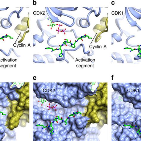 The structure of a CDK1–cyclin B-Cks2-ATP-competitive inhibitor ...