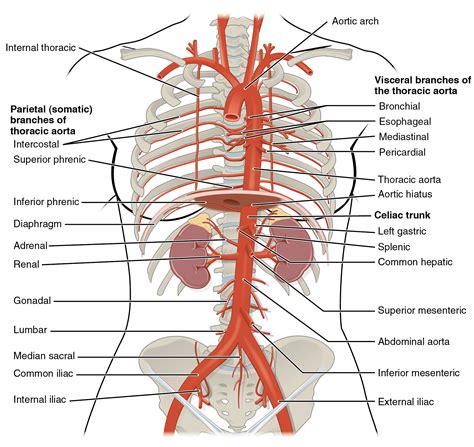 OpenStax AnatPhys fig.20.28 - Thoracic Abdominal Arteries - English labels | AnatomyTOOL