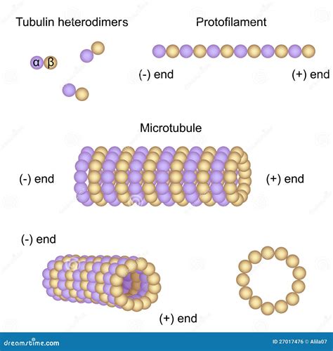 Estrutura E Conjunto Dos Microtubules Ilustração do Vetor - Ilustração ...