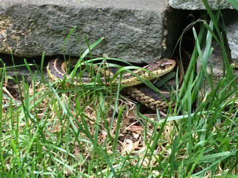 The Snakes in Our Gardens. Toads and Salamanders Too | HubPages